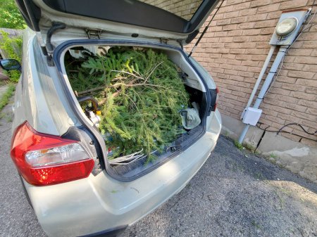 Photo for The trunk hatchback filled with yard waste, ready to go to the dump. - Royalty Free Image