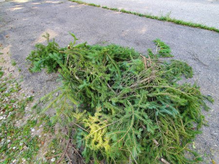 Photo for A pile of spruce tree branches sitting on a driveway. - Royalty Free Image