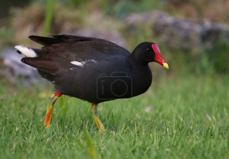 Photo for A leaning Common Gallinule (Gallinula galeata), shot in Punta Cana, Dominican Republic. - Royalty Free Image
