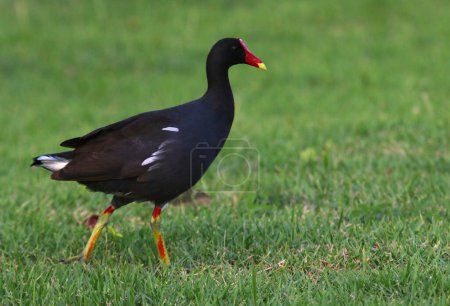 Photo for A profile shot of a Common Gallinule (Gallinula galeata), shot in Punta Cana, Dominican Republic. - Royalty Free Image