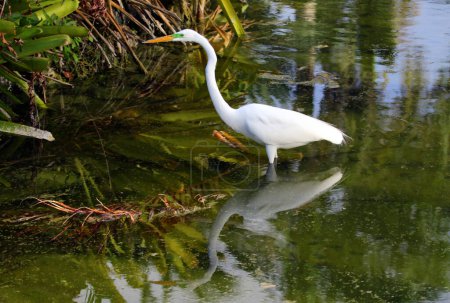 Photo for A Great Egret(Ardea alba) hunting in a pond in Punta Cana, Dominican Republic. - Royalty Free Image
