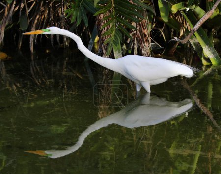 A Great Egret(Ardea alba) hunting in a pond in Punta Cana, Dominican Republic.