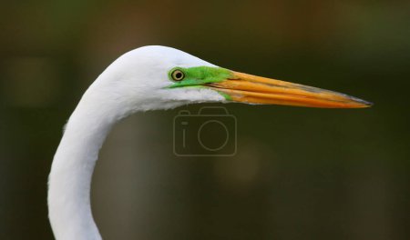 Photo for The face of a Great Egret(Ardea alba) hunting in a pond in Punta Cana, Dominican Republic. - Royalty Free Image