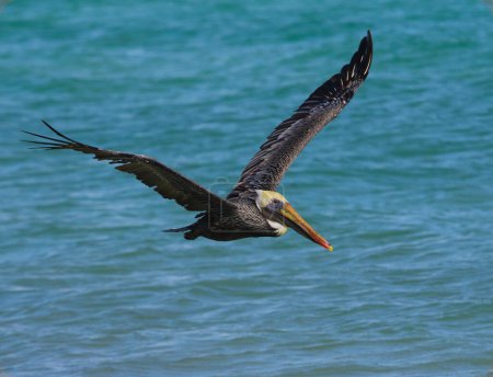 Photo for A Brown Pelican (Pelecanus occidentalis) in flight, shot in Punta Cana, Dominican Republic. - Royalty Free Image