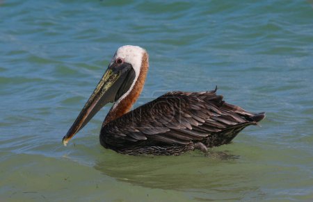 Photo for A Brown Pelican (Pelecanus occidentalis) swimming near shore, shot in Punta Cana, Dominican Republic. - Royalty Free Image