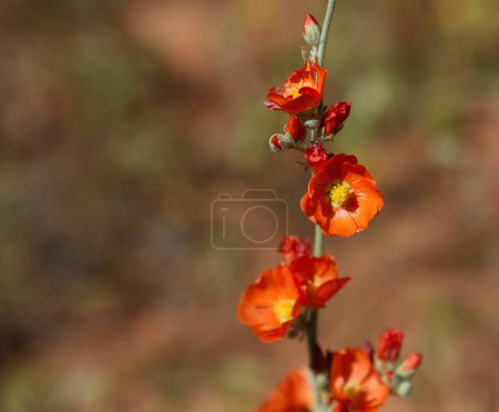 Photo for Desert Globemallow (Sphaeralcea ambigua) flowers, shot in the Colorado River basin near Horseshoe Bend, Arizona. - Royalty Free Image