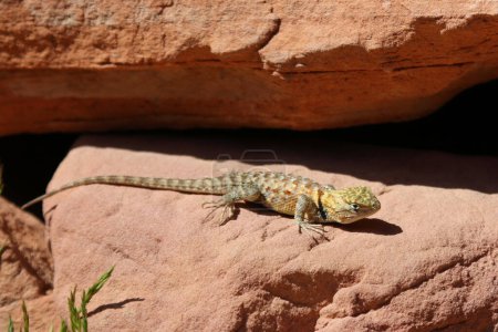 Photo for A Desert Spiny Lizard (Sceloporus magister) resting on a rock in the sun.  Shot in the Colorado River basin, near Lee's Ferry, Arizona. - Royalty Free Image