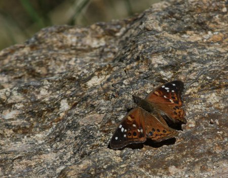 Photo for An Empress Leilia (Asterocampa leilia) butterfly resting on a granite rock.  Shot in a canyon just outside of Tucson, Arizona. - Royalty Free Image