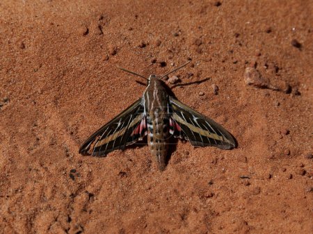 Foto de Una polilla de la esfinge (Hyles lineata) con líneas blancas sentada en el suelo arenoso de un cañón cerca de Page, Arizona. - Imagen libre de derechos