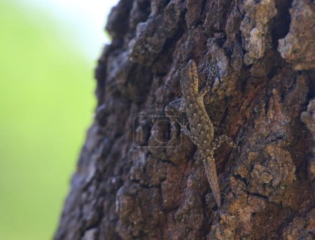 Photo for A Kotschy's Gecko (Mediodactylus kotschyi) on the trunk of a tree shot on the island of Kythira in Greece. - Royalty Free Image