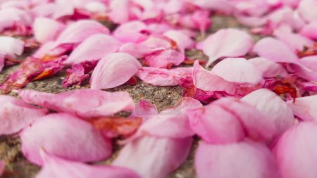 Photo for Lots of pink crapapple flower petals sitting on the ground. - Royalty Free Image