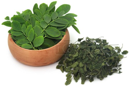 Photo for Moringa leaves fresh and dired over white background - Royalty Free Image