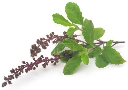 Photo for Medicinal tulsi leaves over white background - Royalty Free Image