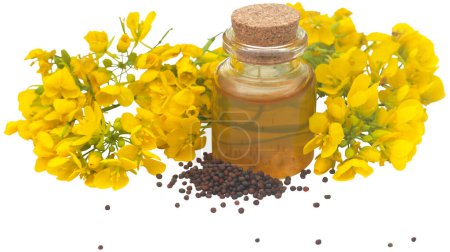 Téléchargez les photos : Gros plan de graines de fleurs de moutarde et d'huile dans une bouteille - en image libre de droit