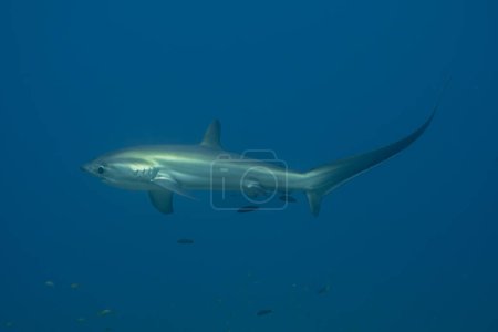 Téléchargez les photos : Thresher Shark nageant dans la mer des Philippines - en image libre de droit