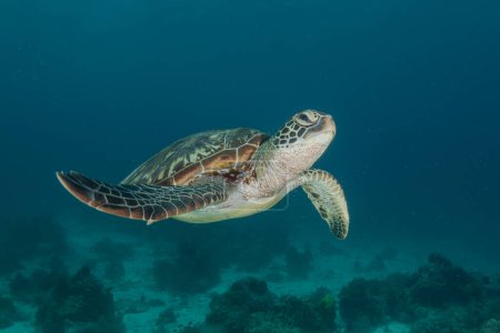 Photo for Hawksbill sea turtle at the Sea of the Philippines - Royalty Free Image