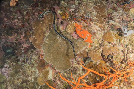 Anguila de culebra (Myrichthys colubrinus) en el Mar Rojo Eilat Israel