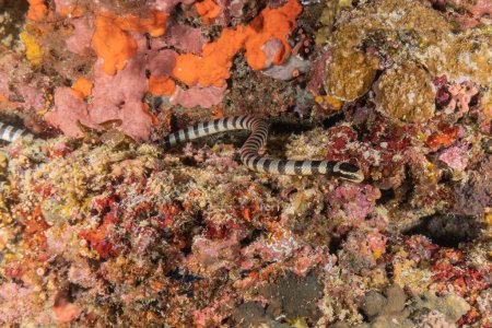 Banded snake eel (Myrichthys colubrinus) in the Red Sea Eilat Israel