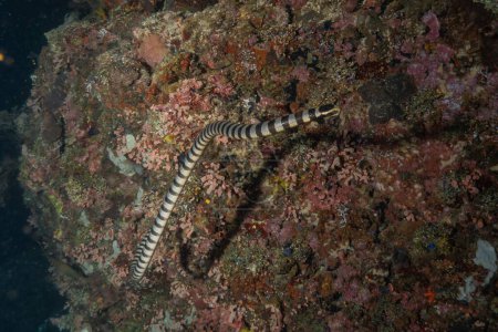 Anguille serpent (Myrichthys colubrinus) dans la mer Rouge Eilat Israël