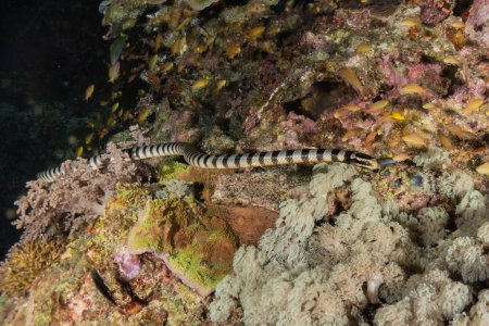 Anguille serpent (Myrichthys colubrinus) dans la mer Rouge Eilat Israël
