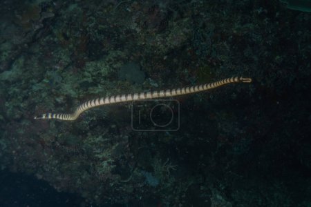 Banded snake eel (Myrichthys colubrinus) in the Red Sea Eilat Israel