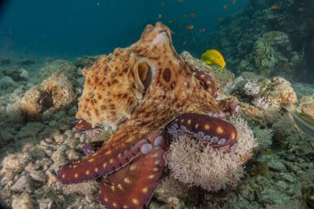 Photo for Octopus king of camouflage in the Red Sea, Eilat Israel - Royalty Free Image