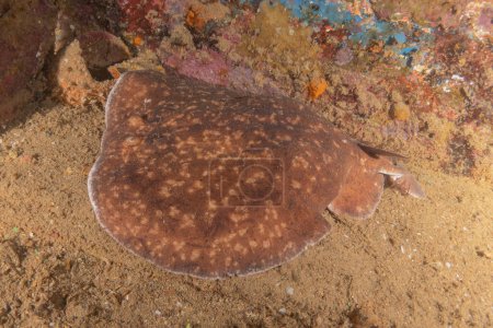 Téléchargez les photos : Torpille sinuspersici Sur les fonds marins de la mer Rouge, Israël - en image libre de droit