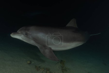 Photo for Dolphin swimming in the Red Sea, Eilat Israel - Royalty Free Image