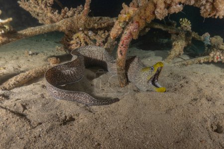 Moray eel Mooray lycodontis undulatus in the Red Sea, Eilat Israel
