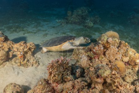 Photo for Hawksbill sea turtle in the Red Sea, Eilat Israel - Royalty Free Image