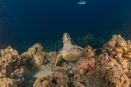 Téléchargez les photos : Hawksbill tortue marine dans la mer Rouge, Eilat Israël - en image libre de droit