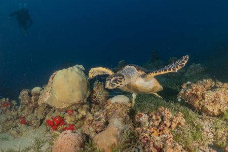 Téléchargez les photos : Hawksbill tortue marine dans la mer Rouge, Eilat Israël - en image libre de droit