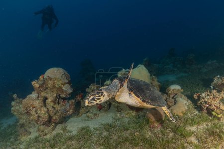 Carey tortuga marina en el Mar Rojo, Eilat Israel 