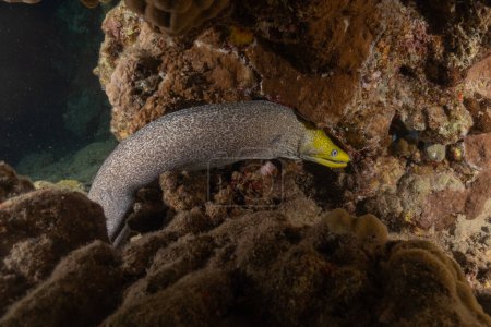 Photo for Moray eel Mooray lycodontis undulatus in the Red Sea, Eilat Israel - Royalty Free Image