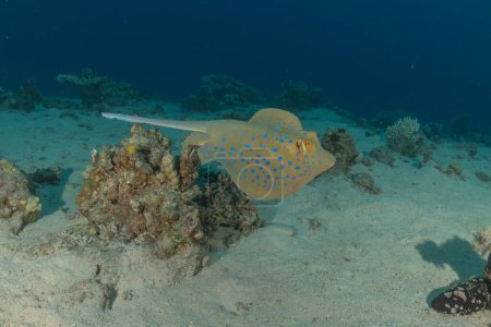 Photo for Blue-spotted stingray On the seabed in the Red Sea Eilat, Israel - Royalty Free Image