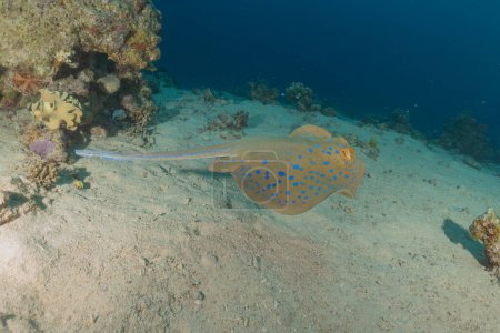 Blue-spotted stingray On the seabed in the Red Sea Eilat, Israel