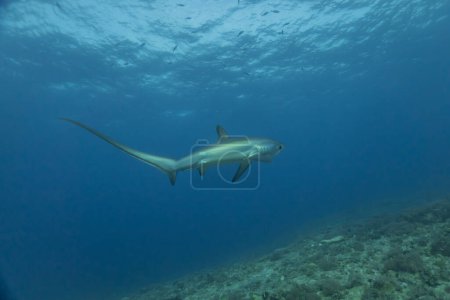 Photo for Thresher Shark swimming in the Sea of the Philippines - Royalty Free Image