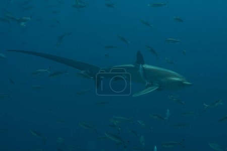 Thresher Shark nadando en el Mar de Filipinas