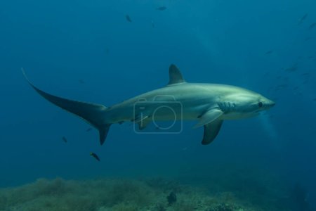 Foto de Thresher Shark nadando en el Mar de Filipinas - Imagen libre de derechos