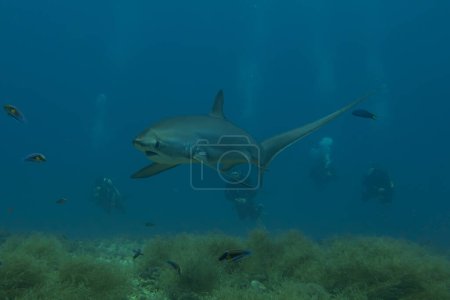 Photo for Thresher Shark swimming in the Sea of the Philippines - Royalty Free Image