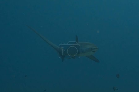 Thresher Hai schwimmt im Meer der Philippinen