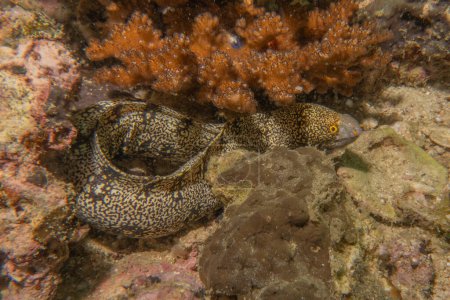 Photo for Moray eel Mooray lycodontis undulatus in the Sea of the Philippines - Royalty Free Image