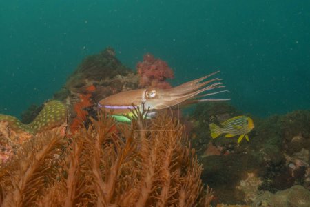 Breitband-Tintenfisch-Tintenfisch im Meer der Philippinen