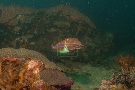 Calamares de jibia Broadclub en el mar de Filipinas