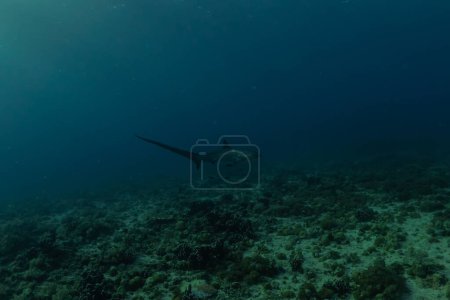 Thresher Shark nageant dans la mer des Philippines