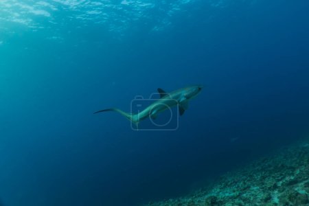 Foto de Thresher Shark nadando en el Mar de Filipinas - Imagen libre de derechos