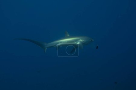 Thresher Shark swimming in the Sea of the Philippines