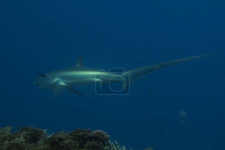 Téléchargez les photos : Thresher Shark nageant dans la mer des Philippines - en image libre de droit