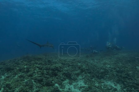 Thresher Shark nageant dans la mer des Philippines