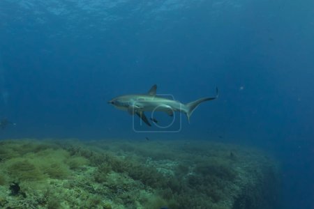 Thresher Hai schwimmt im Meer der Philippinen
